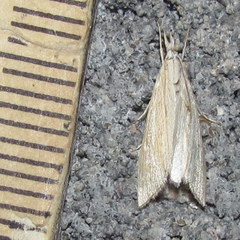 Eoreuma densellus