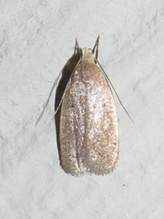 Inga obscuromaculella