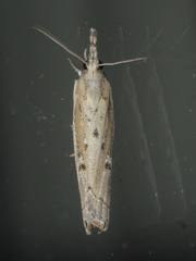 Fissicrambus quadrinotellus