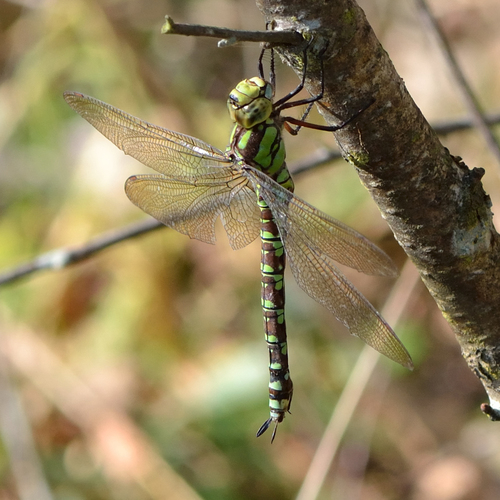 Southern Hawker