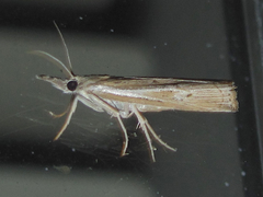 Fissicrambus quadrinotellus