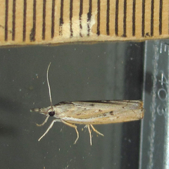 Fissicrambus quadrinotellus