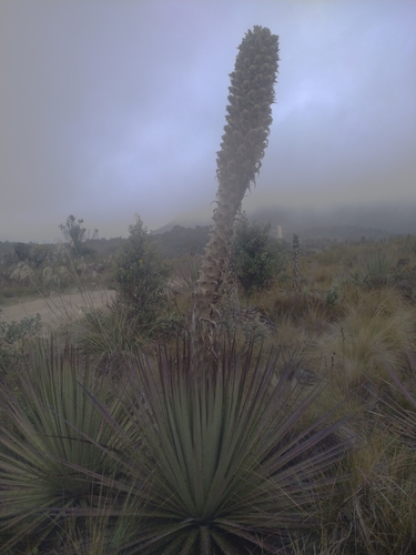 Puya brackeana