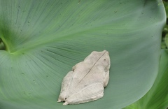 Boana calcarata