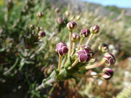 Image of Zaluzianskya capensis by (c) Thomas Koffel, some rights reserved (CC BY)