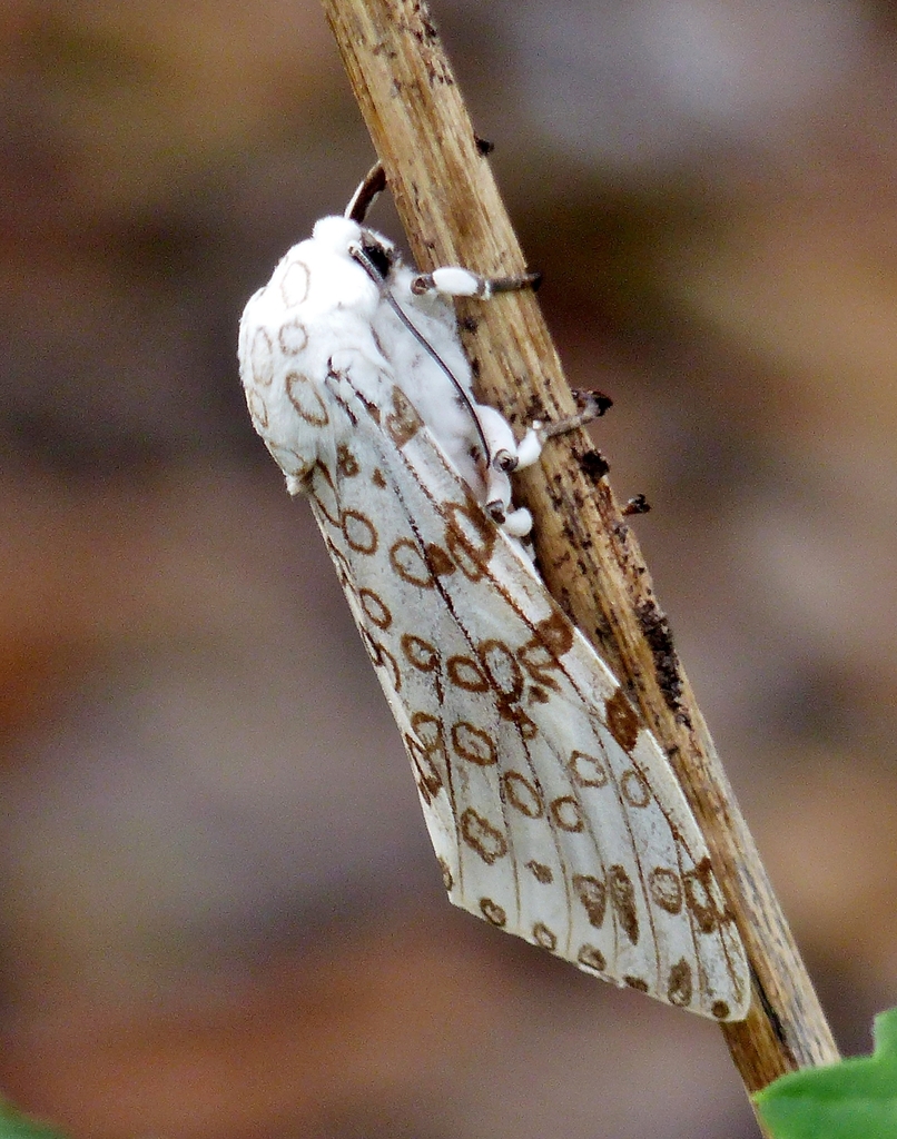 Hypercompe caudata