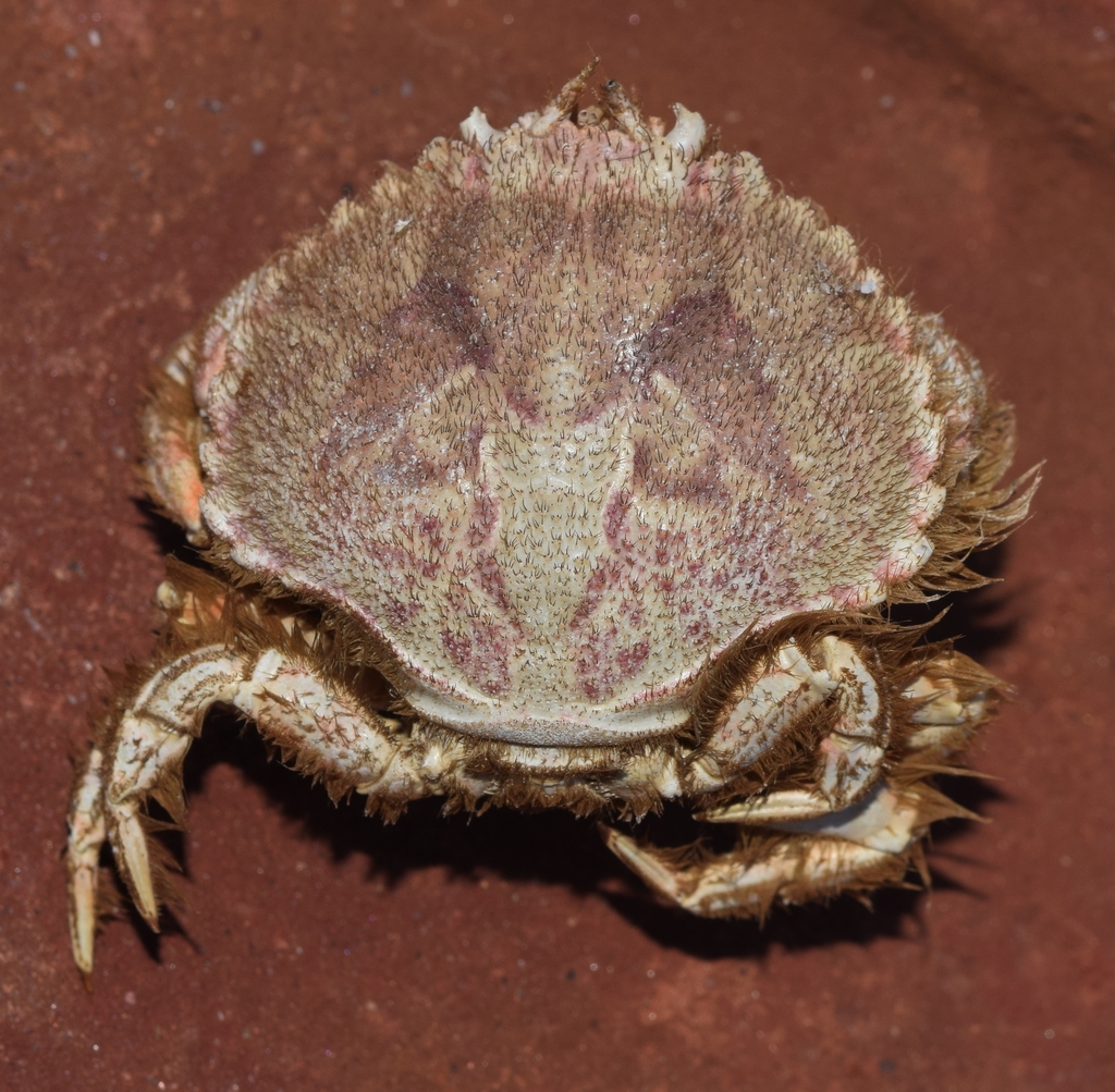 Horse Crabs