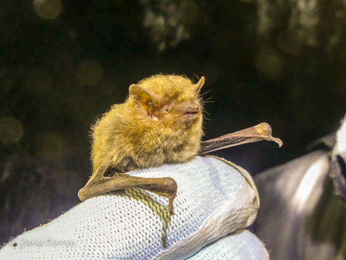 Soprano Pipistrelle