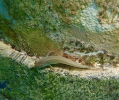 Ophioblennius macclurei
