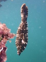 Scrawled Filefish photo 3