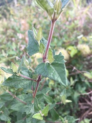 Clematis
