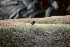 Myrmecocichla arnotti