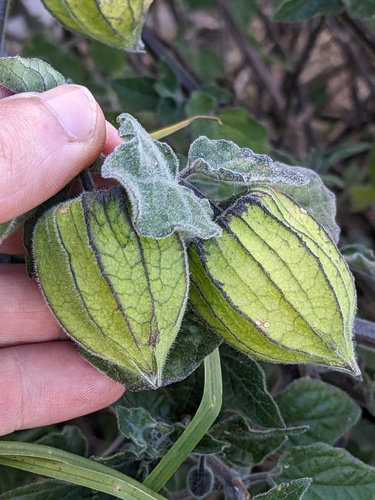 Physalis peruviana observed 2023-09-25