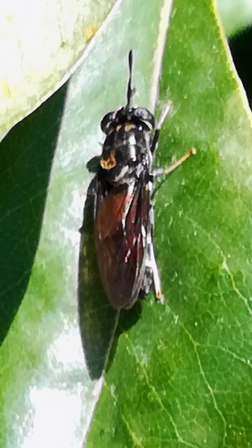 Black soldier fly