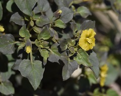 Physalis crassifolia