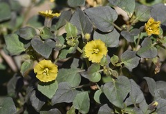 Physalis crassifolia