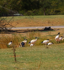 Threskiornis molucca