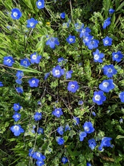 Nemophila menziesii