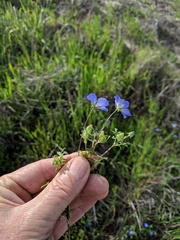 Nemophila menziesii