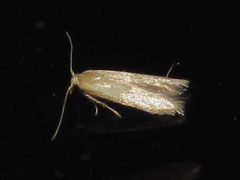 Tischeriidae