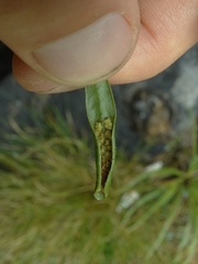 Notogrammitis patagonica