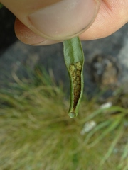 Notogrammitis patagonica