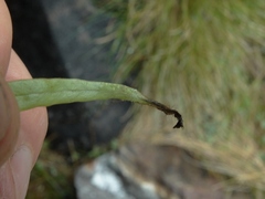 Notogrammitis patagonica