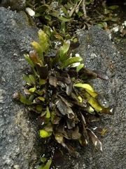 Notogrammitis patagonica