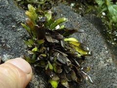 Notogrammitis patagonica