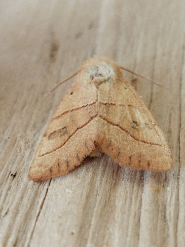 Centre-barred Sallow photo 3