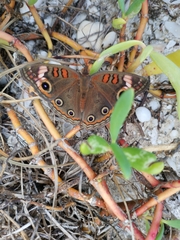 Junonia neildi varia