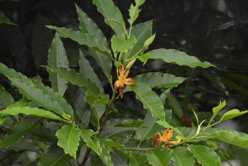 Image of Magnolia champaca by (c) deepachandran, some rights reserved (CC BY-SA)