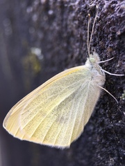 Pieris rapae