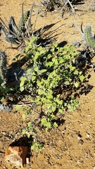 Ambrosia chenopodiifolia