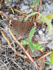 Junonia neildi varia