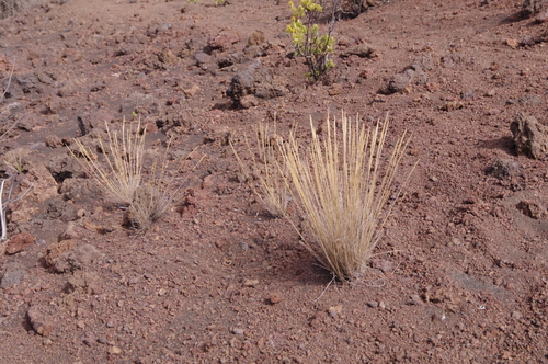 Agrostis sandwicensis observed 2023-09-26