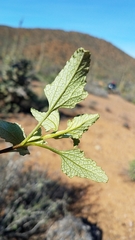 Ambrosia chenopodiifolia