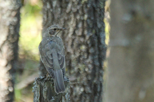 Black-throated Thrush (Turdus atrogularis), photo 8