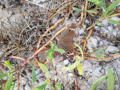 Junonia neildi varia