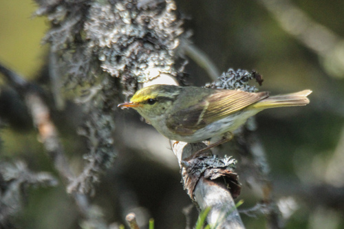 Mosquitero de Pallas (Phylloscopus proregulus)