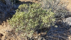 Ambrosia chenopodiifolia