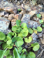 Dichondra donelliana