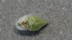 Cryptantha barbigera barbigera