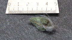 Cryptantha barbigera barbigera