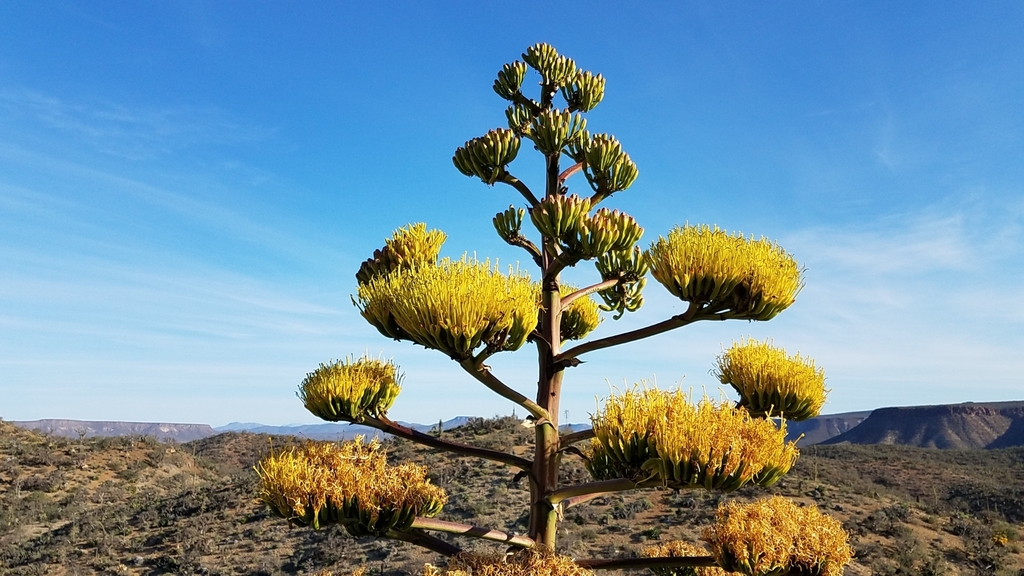 Shaw's Agave (Agave shawii) · iNaturalist Canada