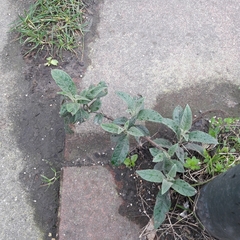 Buddleja davidii