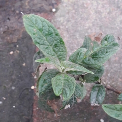 Buddleja davidii