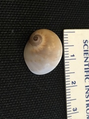 Notocochlis chemnitzii