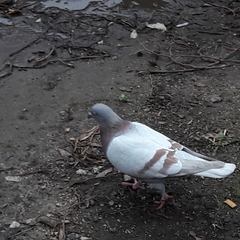 Columba livia domestica
