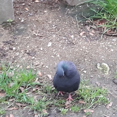 Columba livia domestica